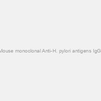 Mouse monoclonal Anti-H. pylori antigens IgG #1 (capture)